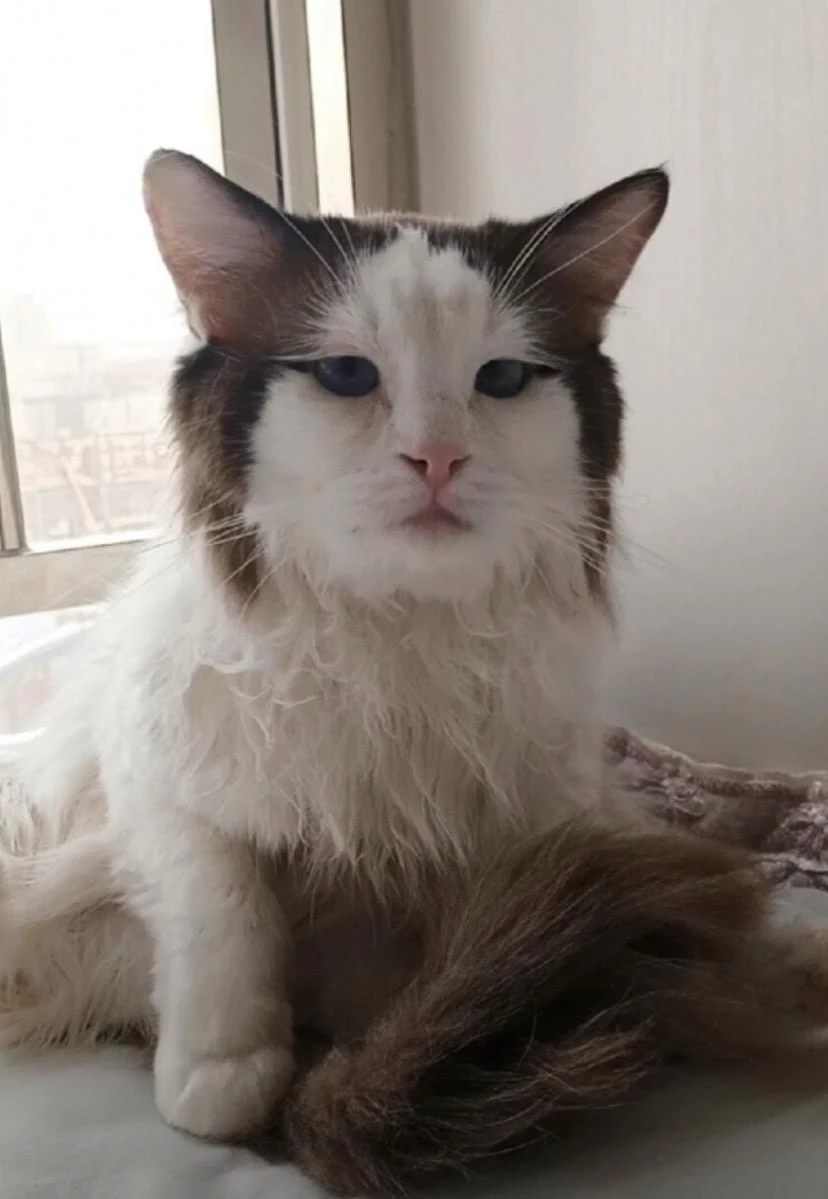 出个域名ceo. pet